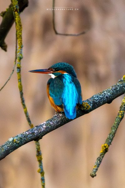 Eisvogel-Portrait auf dem Ansitz