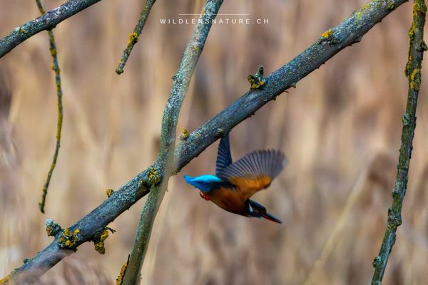 Eisvogel am Klingnauer Stausee - Februar 2026