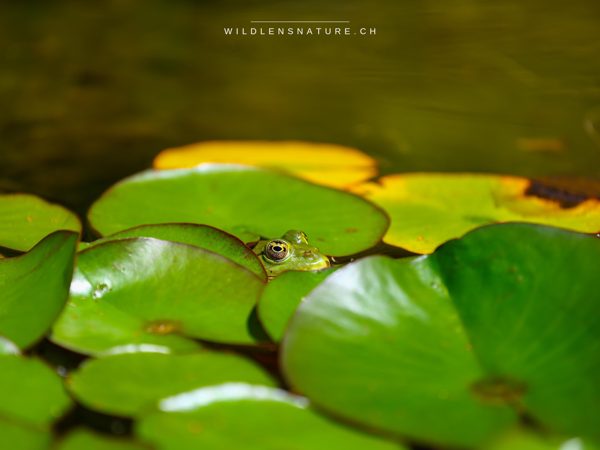 Wasserfrosch zwischen Seerosenblättern – perfekt getarnt, kaum mehr als zwei Augen zu sehen