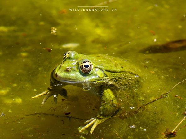 Wasserfrosch im Nahportrait – reglos auf Lauer, der Blick fest auf das nächste Insekt gerichtet