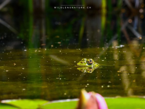 Lauerhaltung am Schilfrand – nur Augen und Nasenlöcher ragen über die Wasseroberfläche