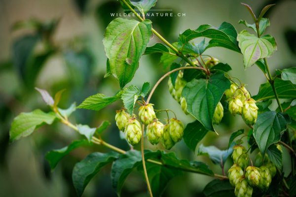 Hopfen am Ufer – Der Auftakt: Hopfendolden im weichen Licht, bevor am Wasser was los war.