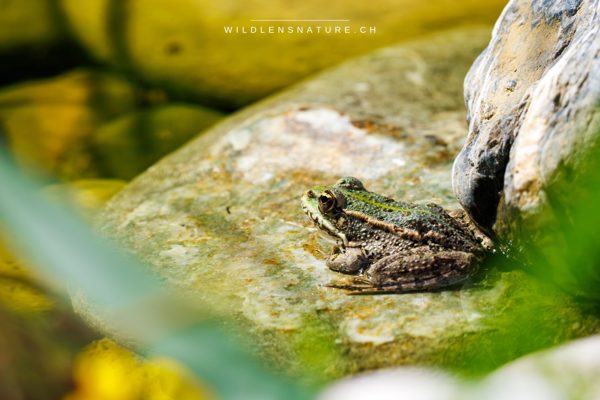 Sonnenbank – Ein Wasserfrosch hält die Steinplatte besetzt und rührt sich nicht vom Fleck.
