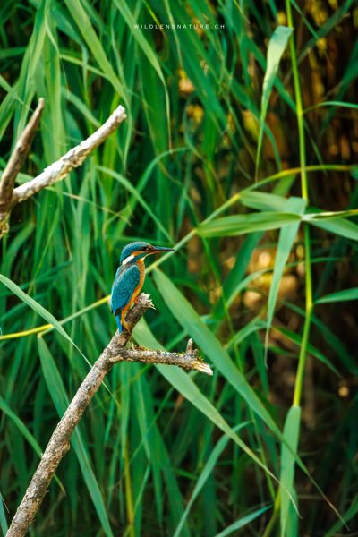 Zwischen den Halmen – Erster Treffer des Tages: der Eisvogel, winzig vor der grünen Schilfwand. Zum Jagen braucht er genau solche Sitzäste über offenem Wasser — fehlen die, fehlt der Vogel.
