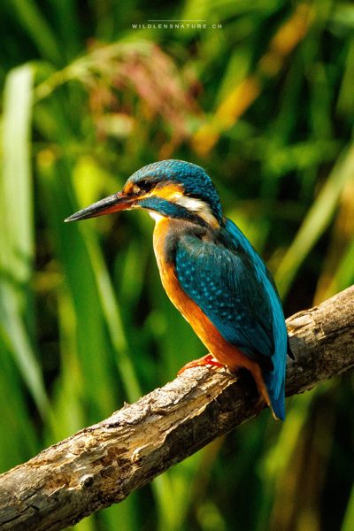 Türkis im Licht – Kurioses Detail: Blau ist an diesem Vogel gar nicht drin. Das Gefieder hat keine blauen Pigmente, die Farbe entsteht rein durch Lichtbrechung an der Federstruktur — je nach Einfallswinkel kippt sie von Türkis nach Kobalt.