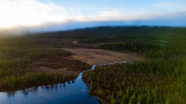 Fluss durch den Wald, Luftaufnahme