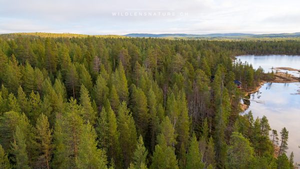 Weite über Wald und See, Luftaufnahme