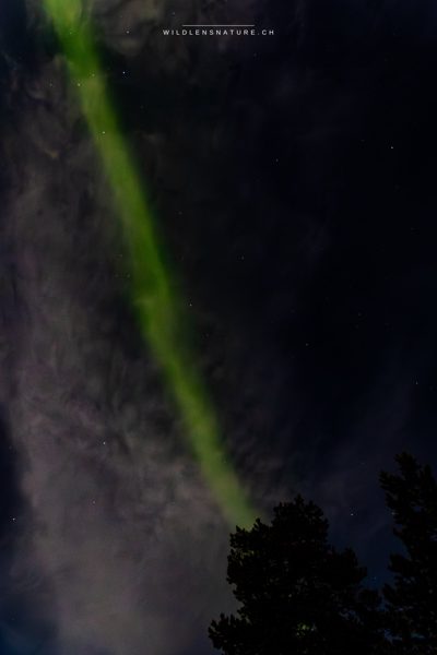 Polarlicht-Strahl über dem Wald