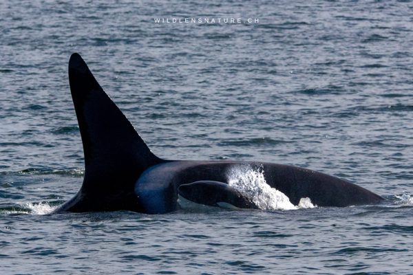 Orca mit Kalb vor Ólafsvík