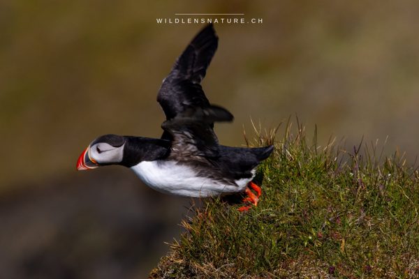 Papageientaucher beim Abflug von der Klippe