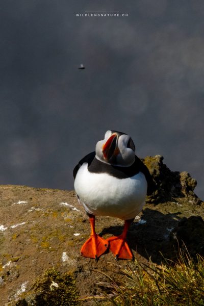 Papageientaucher schaut einer Fliege nach