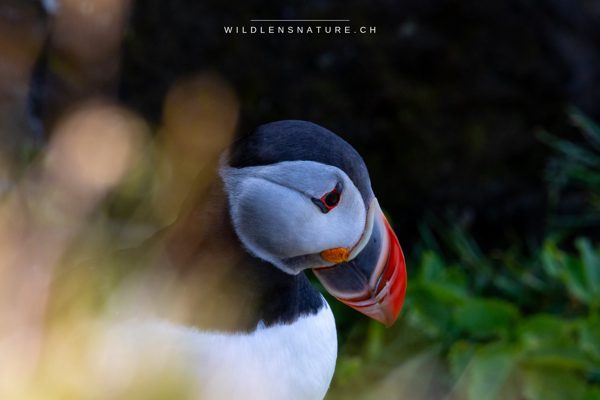 Island: Vulkane, Wasserfälle und Papageientaucher - Juni 2025