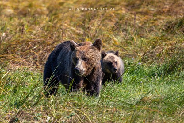 Grizzlybär-Mutter und ihre Jungen stärken sich gemeinsam an frischen Seggen