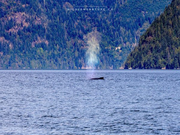 Der Blow eines Humpbacks in der Ferne