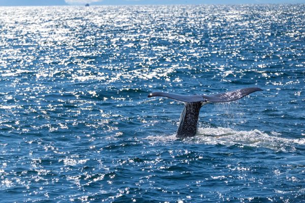 Pottwal-Fluke vor Andenes (2)