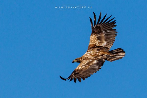 Der Seeadler - Europas größter Greifvogel mit bis zu 2,65 m Flügelspannweite