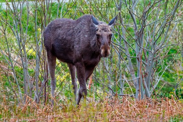 Junger Elchbulle im Blickkontakt