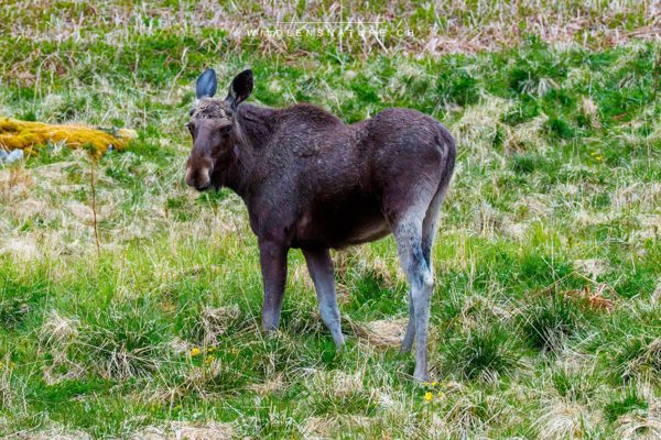 Junger Elchbulle im Profil, mit ansetzendem Geweih