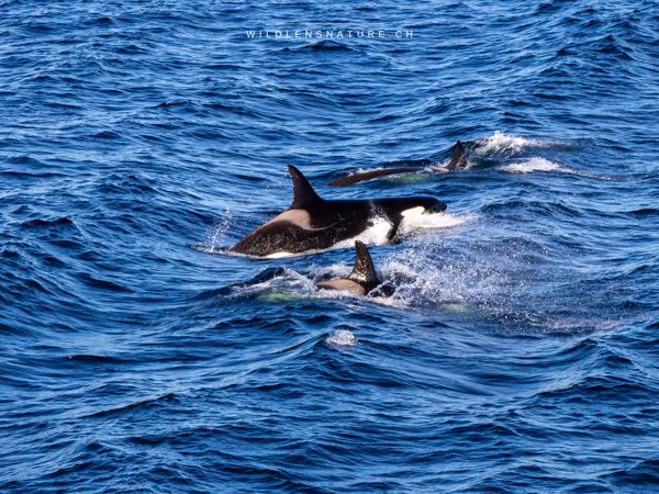 Orca-Trio vor den Lofoten