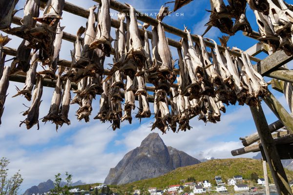 Stockfisch-Gestelle auf den Lofoten