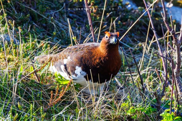 Moorschneehuhn im Blickkontakt