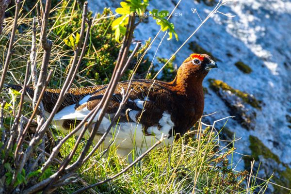 Moorschneehuhn seitlich