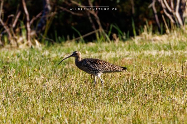 Brachvogel bei der Seeadler-Safari