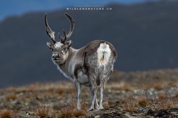 Spitzbergen Rentier am Foxfenna