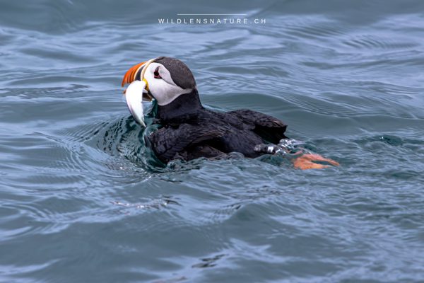 Puffin nach erfolgreichem Fischen