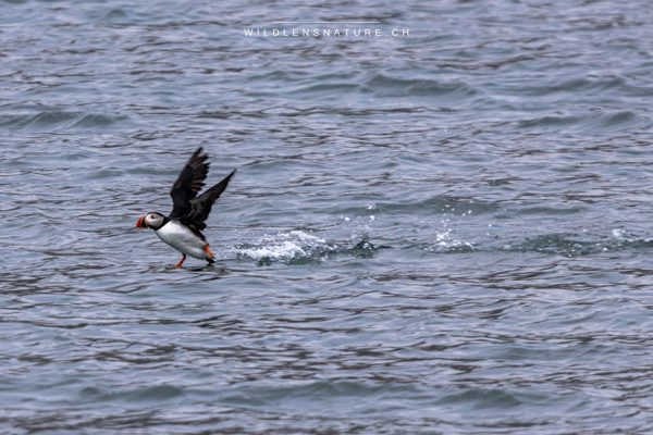 Puffin beim Abheben