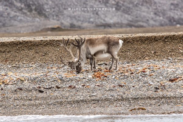 Rentier in der arktischen Tundra