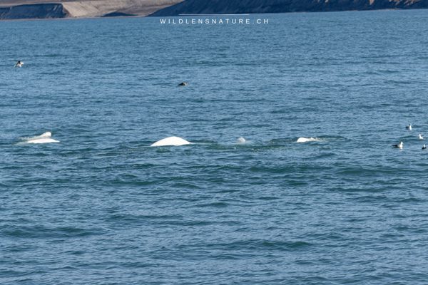 Belugawale im Wasser