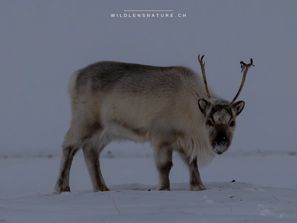 Das Svalbard-Rentier ist eine nur auf dieser Inselgruppe heimische Unterart, die sich mit auffällig kurzen Beinen und einem extrem dichten Fell perfekt an die arktische Kälte angepasst hat