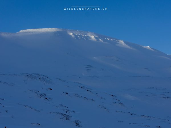 Hundeschlitten-Tour mit Fjordblick